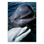 Pilot whale and Atlantic bottlenose dolphin Cards