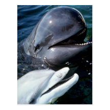 Pilot whale and Atlantic bottlenose dolphin Postcard
