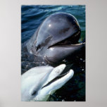 Pilot whale and Atlantic bottlenose dolphin posters