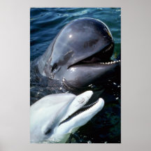 Pilot whale and Atlantic bottlenose dolphin Posters