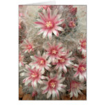 Pincushion cactus with pink flowers cards