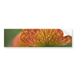 Pincushion Protea Bumper Stickers