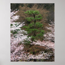 Pine and Sakura Posters