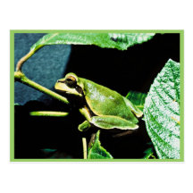 Pine Barrens tree frog Postcard