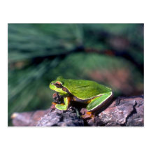Pine Barrens Treefrog Post Card
