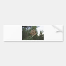 pine cone bumper sticker