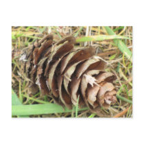 Pine Cone Post Card