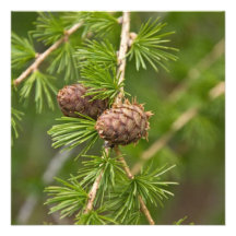 Pine Cones Personalized Invitations