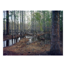Pine Forest I. Split Oak, Orange County, Fl. Photograph