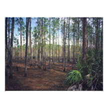 Pine Forest II. Split Oak, Orange County, Fl. Art Photo
