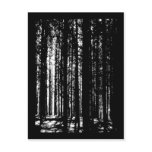 pine forest postcards