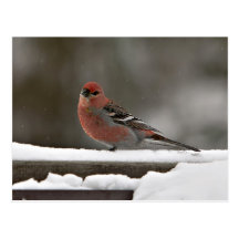 Pine Grosbeak Postcard