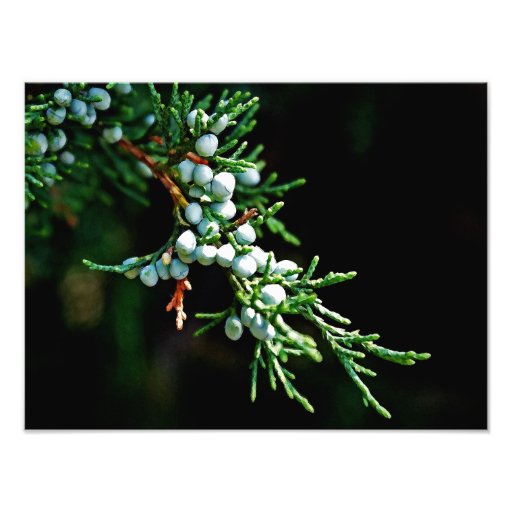 Pine Tree Branch Art Photo