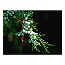 Pine Tree Branch Art Photo
