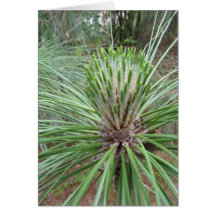 Pine Tree Greeting Card
