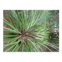 Pine Tree Post Cards