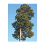 Pine Tree Postcards