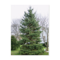 Pine Tree Postcard