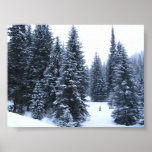 Pine Trees in Winter posters