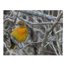 Pine Warbler Postcard