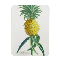 Pineapple engraved by Johann Jakob Haid (1704-67) Rectangle Magnet