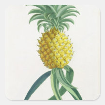 Pineapple engraved by Johann Jakob Haid (1704-67) Square Stickers