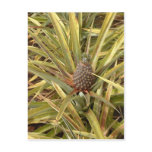 Pineapple in Paradise Post Cards