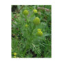 Pineapple Weed, Unalaska Island Postcard