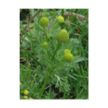 Pineapple Weed, Unalaska Island postcards