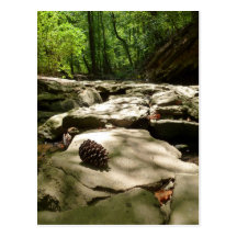 Pinecone Path postcard