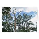 Pines on Beach Nature Trail OBX NC Greeting Card