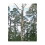 Pines on Beach Nature Trail OBX NC Postcards