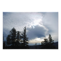 Pines on Santiam Pass, Oregon Photo Art