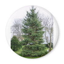 Pinetree Magnet