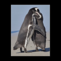 Pingo Hugs Postcard