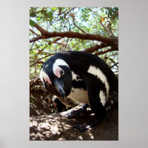 Pinguin Boy Plakatdrucke