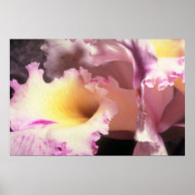 Pink A touch of violet flowers Posters