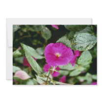 Pink Achimenes 'Paul Arnold' (Magic Flower) flower Custom Invitation