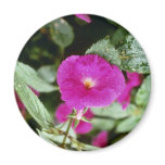 Pink Achimenes 'Paul Arnold' (Magic Flower) flower Fridge Magnets