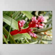 Pink Aechmea Weilbachii V. Leodinensis (Coralberry Posters