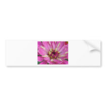 pink African Daisy Bumper Sticker