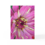 pink African Daisy cards