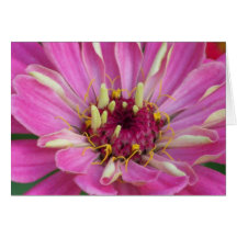 pink African Daisy Card