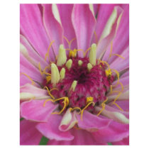 pink African Daisy Custom Flyer