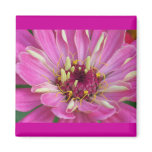 pink African Daisy magnets