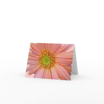 Pink African Daisy Note Card