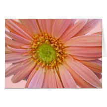 Pink African Daisy Note Card