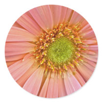 Pink African Daisy Stickers