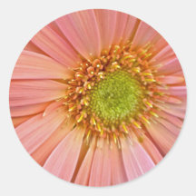 Pink African Daisy Stickers
