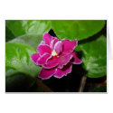 Pink African Violet Blank Card